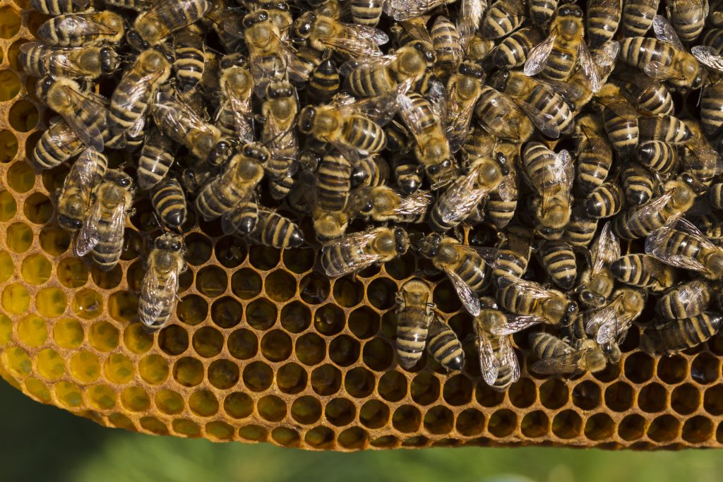 Como vivem as abelhas? essa é uma das Curiosidades sobre a abelha