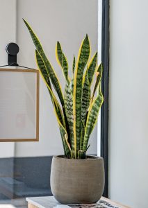 Qual a melhor planta para dentro de apartamento?