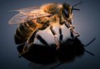 Curiosidades sobre a abelha