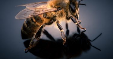 Curiosidades sobre a abelha