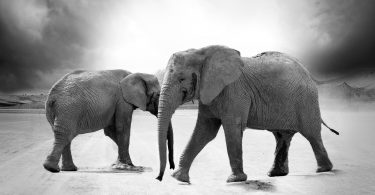 curiosidades sobre o elefante
