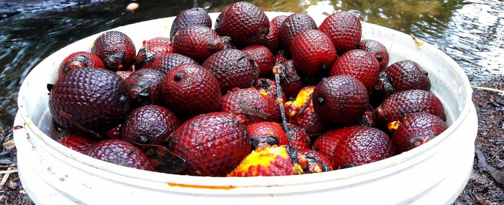 frutas exóticas do brasil: O Buriti é uma fruta nativa do Cerrado e da região amazônica, conhecida por sua casca vermelha e polpa alaranjada.