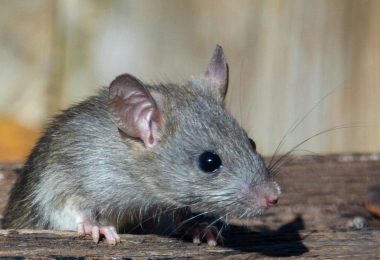 Como Acabar com Infestação de Ratos