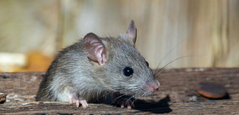 Como Acabar com Infestação de Ratos