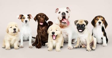 Espirro Reverso Pode Matar? Dicas Práticas