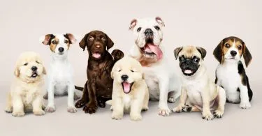 Espirro Reverso Pode Matar? Dicas Práticas