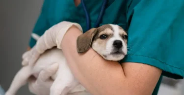 Descubra os principais tipos de vermes de cachorro, como identificá-los, preveni-los e tratá-los.