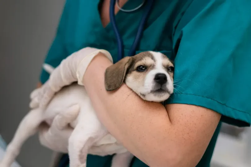 Descubra os principais tipos de vermes de cachorro, como identificá-los, preveni-los e tratá-los.