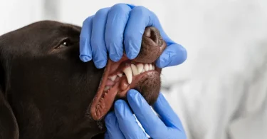 Quantos Dentes Tem um Cachorro