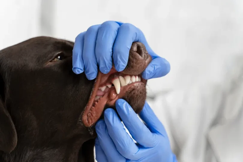 Quantos Dentes Tem um Cachorro